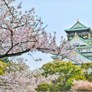 Cherry-Blossoms-Japan
